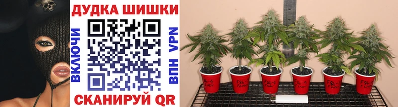 Купить закладки  Лесозаводск  Бошки марихуана THC 21% 